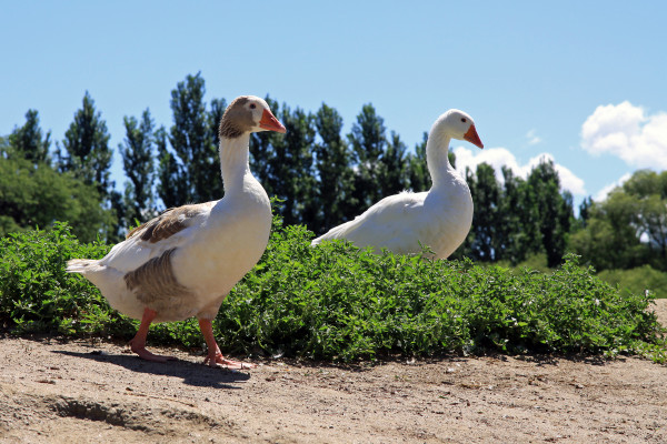 A ras des pâquerettes