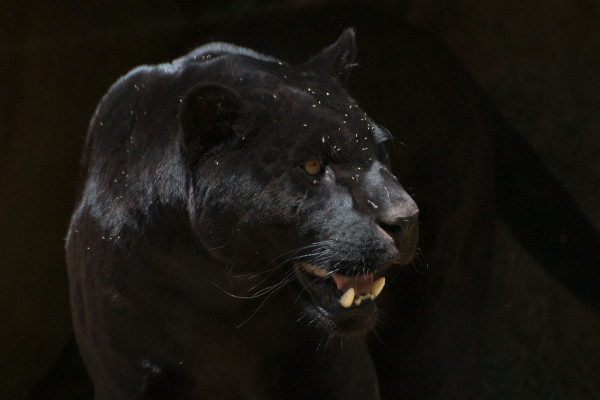 Jaguar noir - Leila