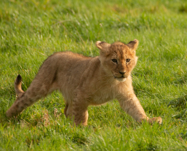 Lionceaux d'Angola