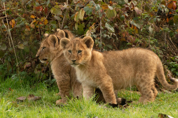 Lionceaux d'Angola