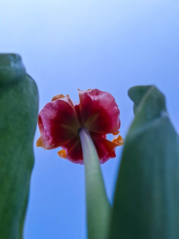 Belle tulipe	Isabelle