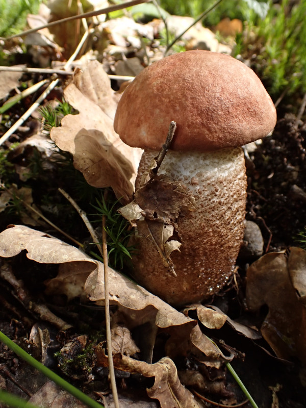 Cèpe - Jean-Marc P.