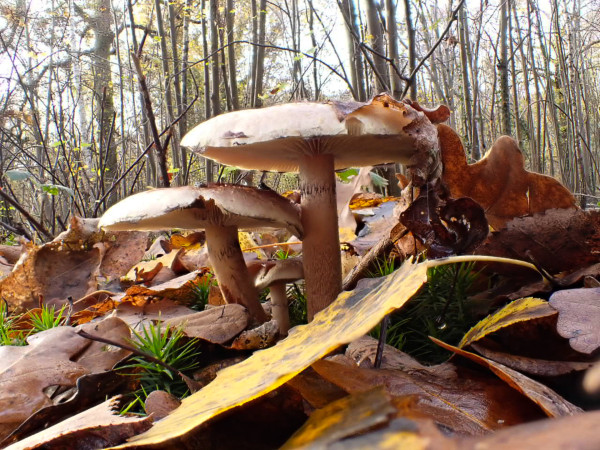 Champi - Jean-Marc P.