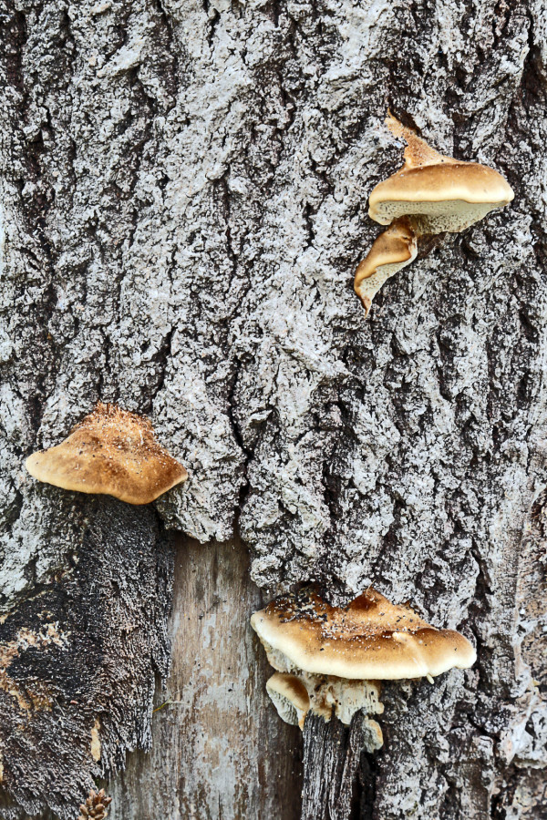 Champignons - Michel L.