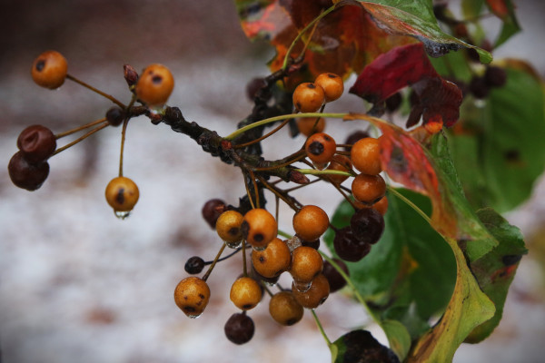 Délices pour les oiseaux - Nelly R.