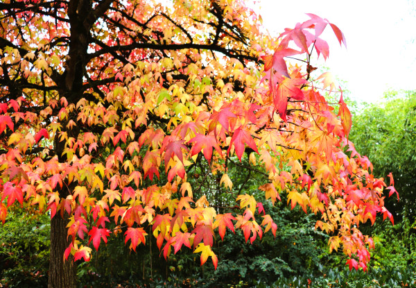 Feuillage - Daniel F.