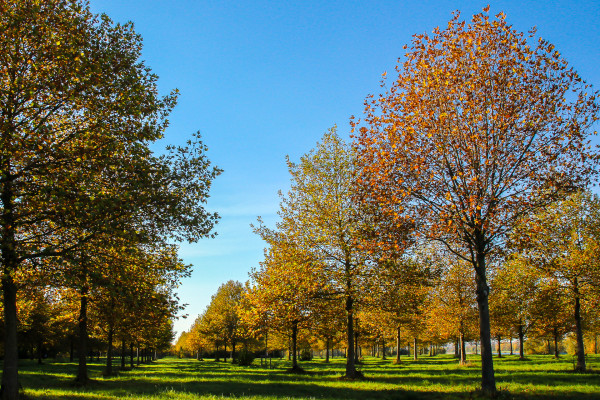 Octobre - Dominique M.
