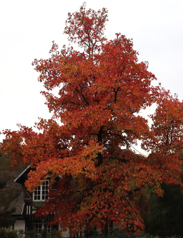 Défi d'Annick - Automne