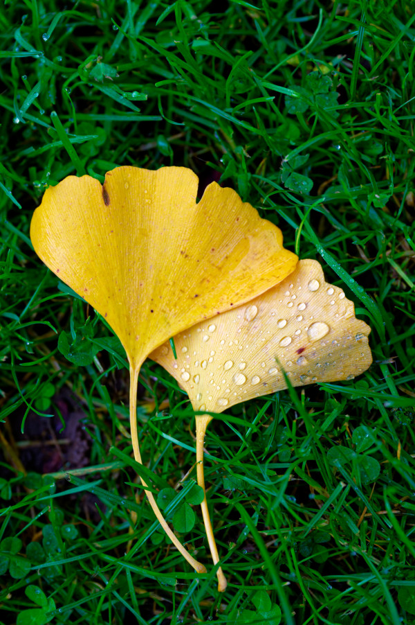 Phautonales 1 - Gérard M.