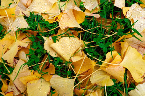 Phautonales 2 - Gérard M.