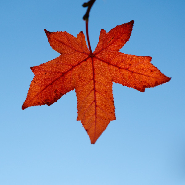 Phautonales 3 - Gérard M.