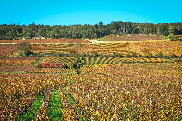 Vignoble - Michel L.